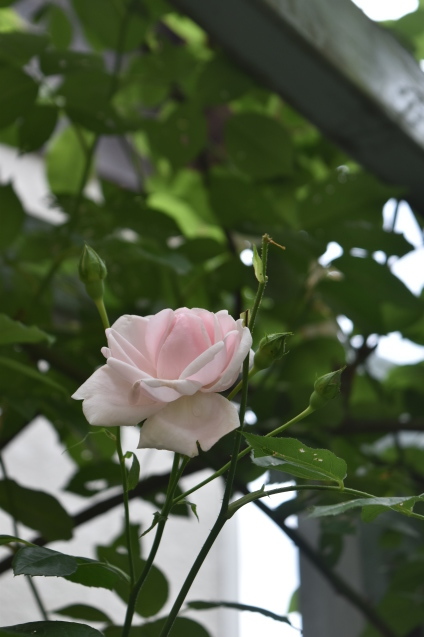 半日陰でも大丈夫な薔薇 小さな庭 2 半日陰でも大丈夫な薔薇 小さな庭 2