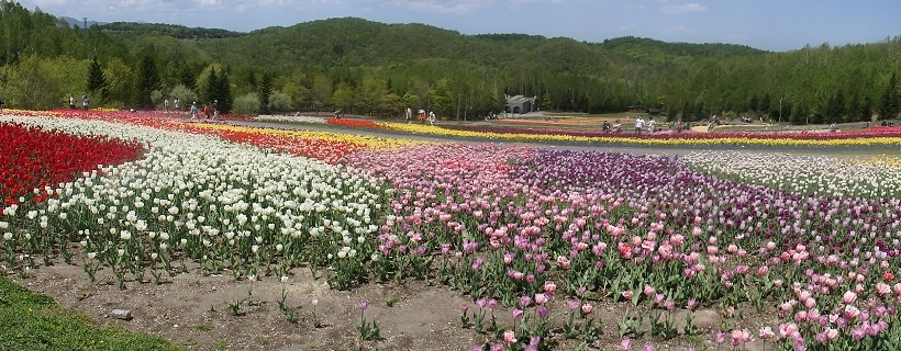 札幌 滝野すずらん丘陵公園でチューリップが満開です ワイン好きの料理おたく 雑記帳 札幌 滝野すずらん丘陵公園でチューリップが満開です ワイン好きの料理おたく 雑記帳