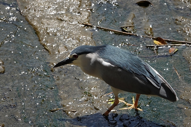 ★先週末の鳥類園(2019.5.18~19)_e0046474_19390060.jpg