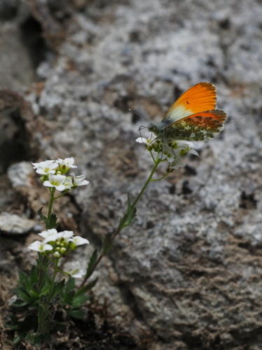 e0305074_22440491.jpg