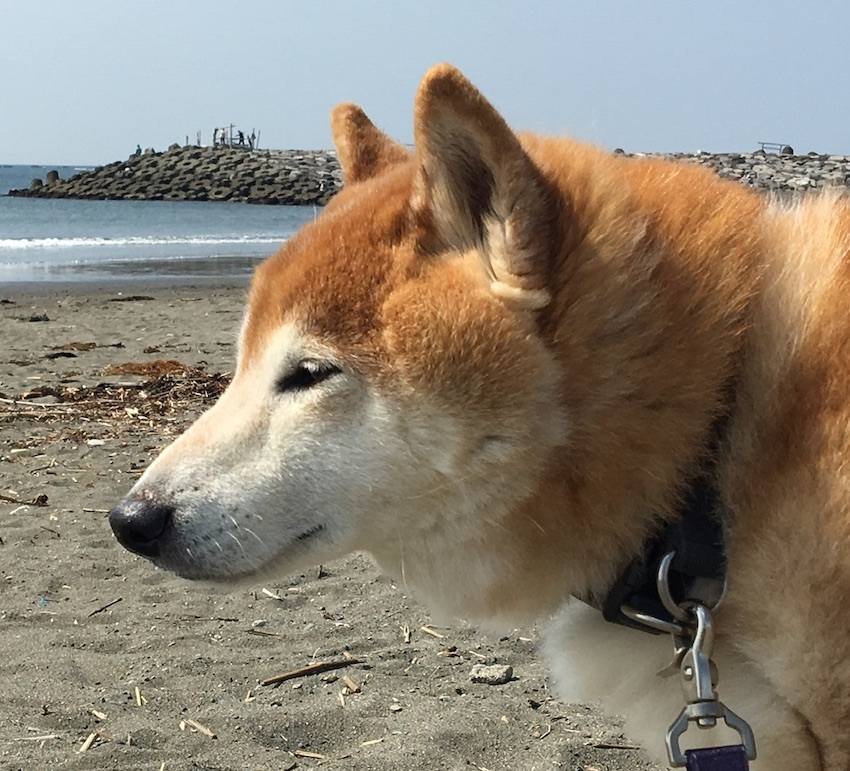 宝もの アトリエkotori のほほん柴犬日和 宝もの アトリエkotori のほほん柴犬日和
