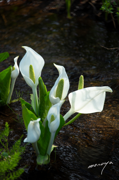 水芭蕉_c0085877_05445431.jpg