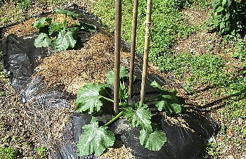 f0003283_07132550.jpg