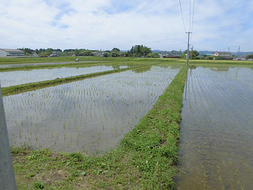 5月22日の田んぼ(下目黒小・枝野小) _d0247484_15324773.jpg