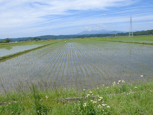 5月22日の田んぼ(緑ヶ丘小・北郷小)_d0247484_16284212.jpg
