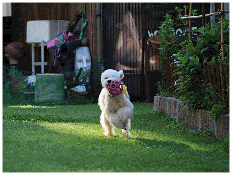b0175688_20442503.gif
