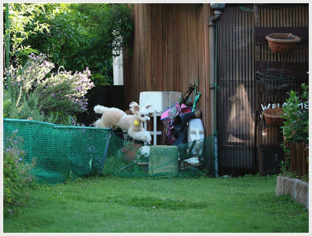 b0175688_20443909.gif
