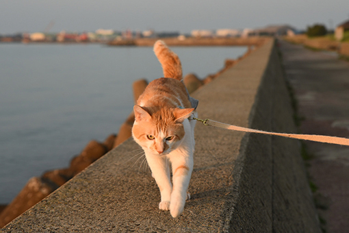 朝陽から始まる～海辺の翌朝2019.05.17～_e0414191_06361174.jpg