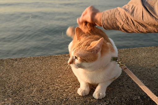 朝陽から始まる～海辺の翌朝2019.05.17～_e0414191_06362307.jpg