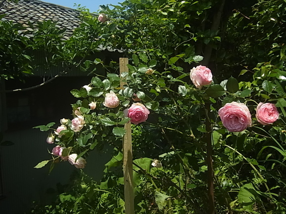 b0317003_06373478.jpg