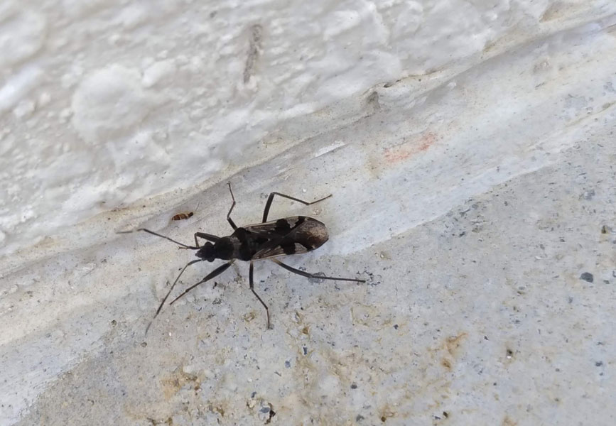 庭の芝の中に住んでいるようです 昆虫ブログ むし探検広場