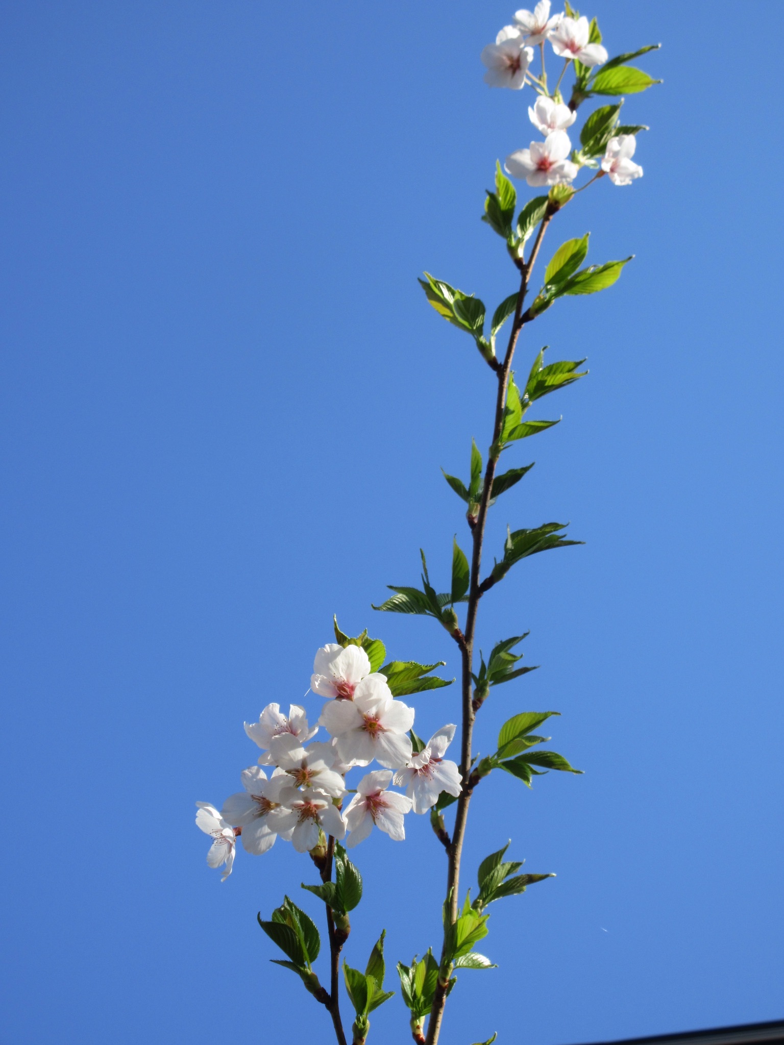 今年の我が家の桜状況でした！_d0200811_00394519.jpeg