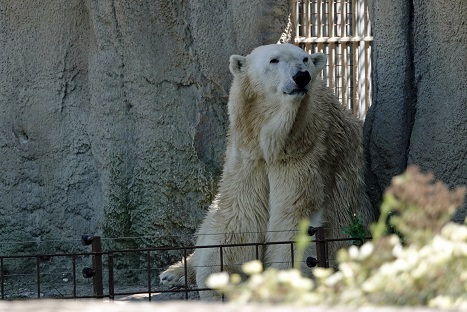 ロッテルダム動物園 (Diergaarde Blijdorp) を四年振りに訪問 ～ 偉大なるオリンカとの再会_a0151913_10342258.jpg