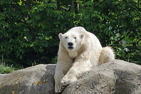 ロッテルダム動物園 (Diergaarde Blijdorp) を四年振りに訪問 ～ 偉大なるオリンカとの再会_a0151913_646077.jpg