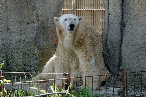 ロッテルダム動物園 (Diergaarde Blijdorp) を四年振りに訪問 ～ 偉大なるオリンカとの再会_a0151913_926537.jpg