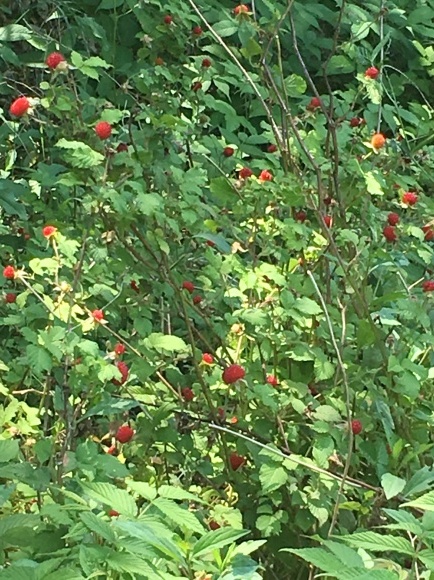 d0360922_21043896.jpeg