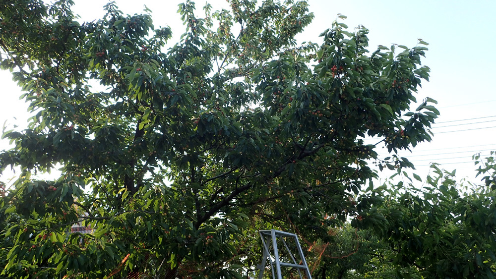 d0171823_21544783.jpg