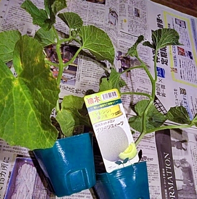 f0354923_23062002.jpg