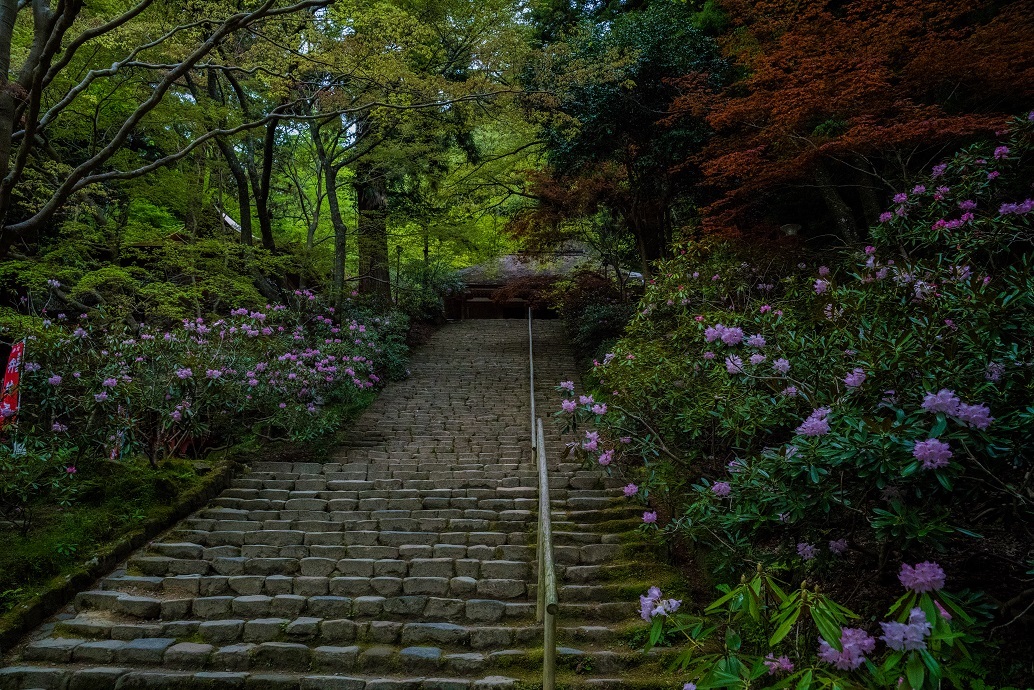 室生寺しゃくなげまつり_e0363038_11005399.jpg