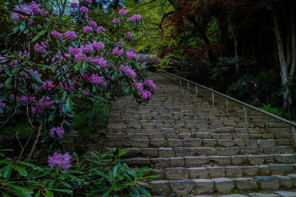 室生寺しゃくなげまつり_e0363038_11005685.jpg