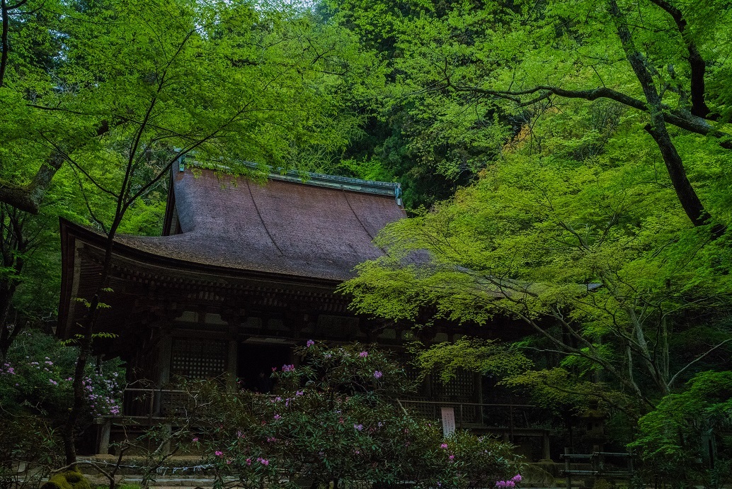 室生寺しゃくなげまつり_e0363038_11010766.jpg