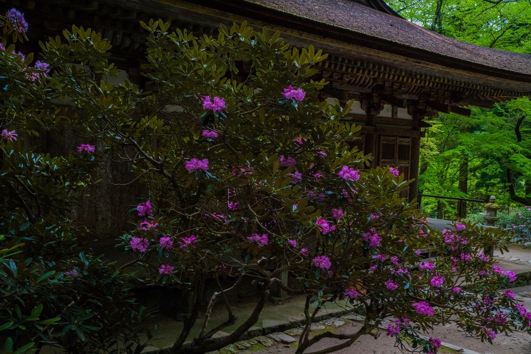 室生寺しゃくなげまつり_e0363038_11011094.jpg