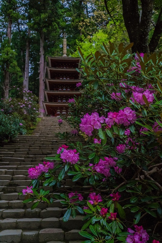 室生寺しゃくなげまつり_e0363038_11013469.jpg