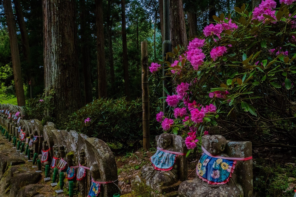 室生寺しゃくなげまつり_e0363038_11013821.jpg