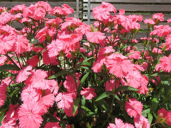 19年5月28日 なでしこの花 今日の風に吹かれましょう