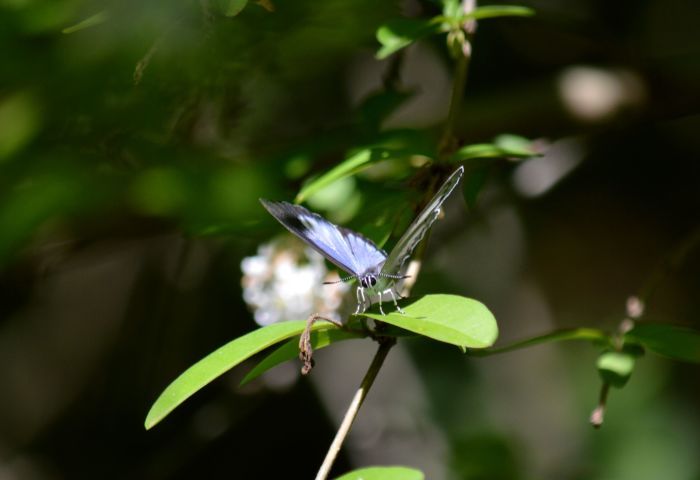 ウラゴマダラシジミ 5月23日_d0254540_18464952.jpg