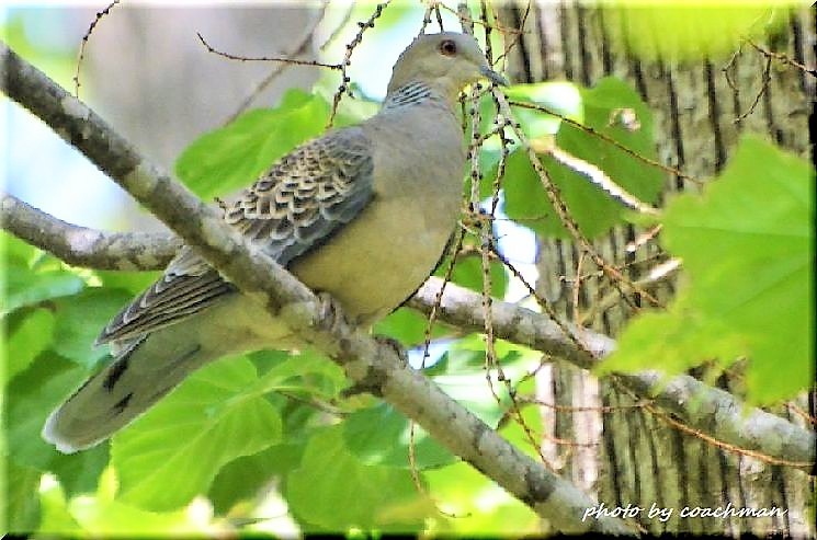 野幌森林公園で野鳥に癒される 北海道photo一撮り旅
