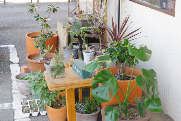 観葉植物を外に出すと元気になる 館林の美容室 一人だから誰にも気を使わないプライベートな空間 髪を傷ませたくないあなたの美容室 パーセプションのウェブログ 観葉植物を外に出すと元気になる 館林の美容室 一人だから誰にも気を使わないプライベートな空間 髪を傷ませたくないあなたの美容室 パーセプションのウェブログ