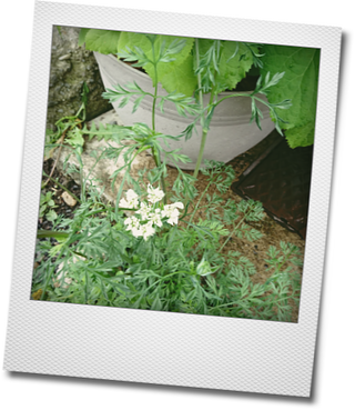 白いお花達_d0155744_22173185.png