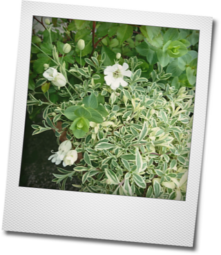 白いお花達_d0155744_22181000.png