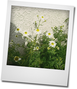 白いお花達_d0155744_22183627.png