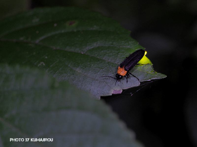 クメジマボタル2019 くま次郎の”やんばる日記”