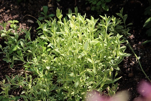 e0398246_15212190.jpg