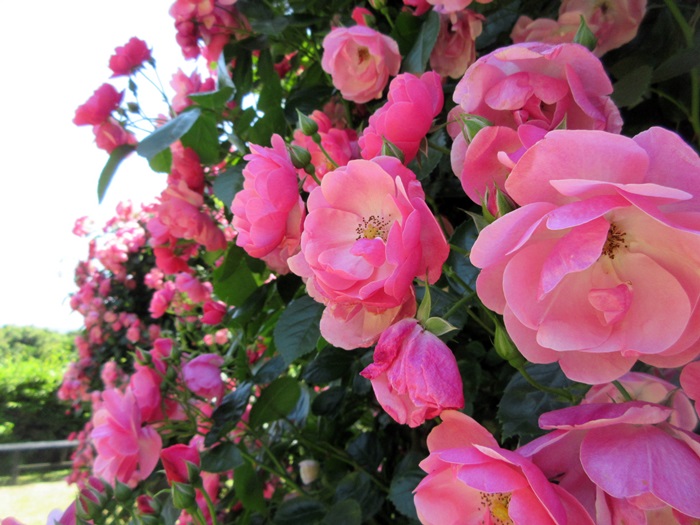 【鎌倉文学館の薔薇2019】_b0009849_16513827.jpg