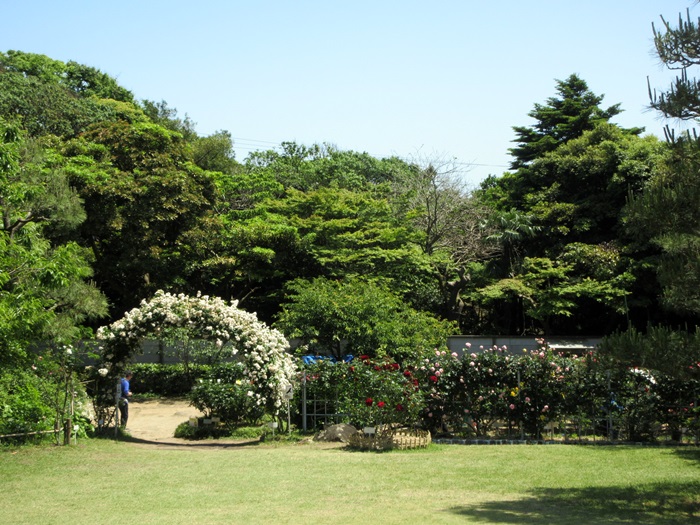 【鎌倉文学館の薔薇2019】_b0009849_1704896.jpg