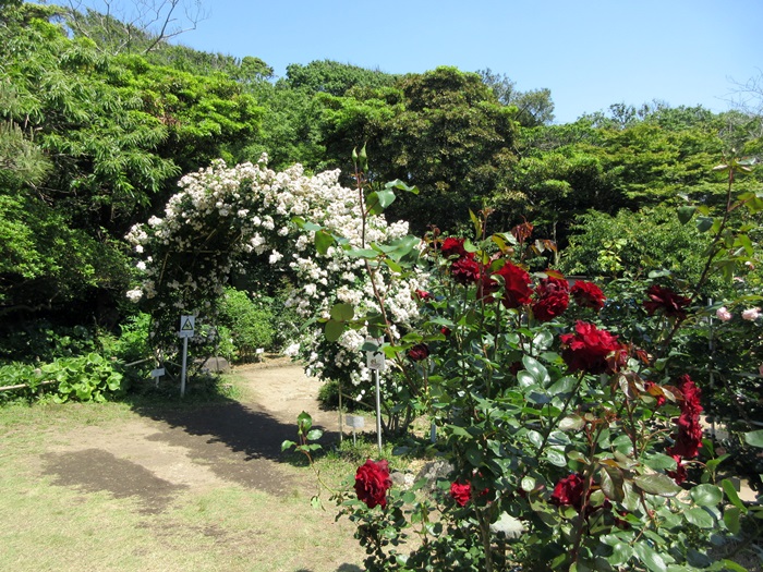 【鎌倉文学館(旧前田侯爵別邸)の庭園の薔薇】_b0009849_17342566.jpg