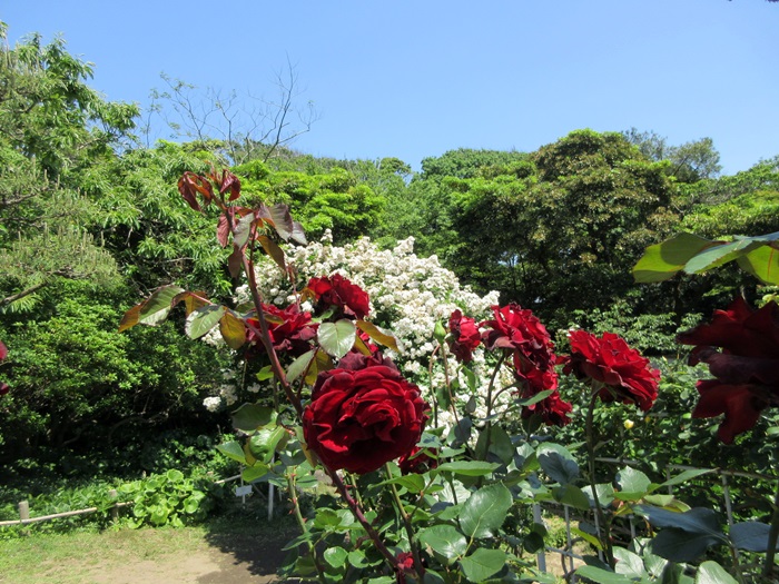【鎌倉文学館(旧前田侯爵別邸)の庭園の薔薇】_b0009849_1736184.jpg
