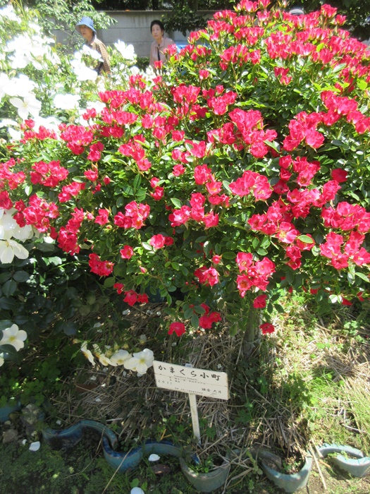 【鎌倉文学館(旧前田侯爵別邸)の庭園の薔薇】_b0009849_1737108.jpg