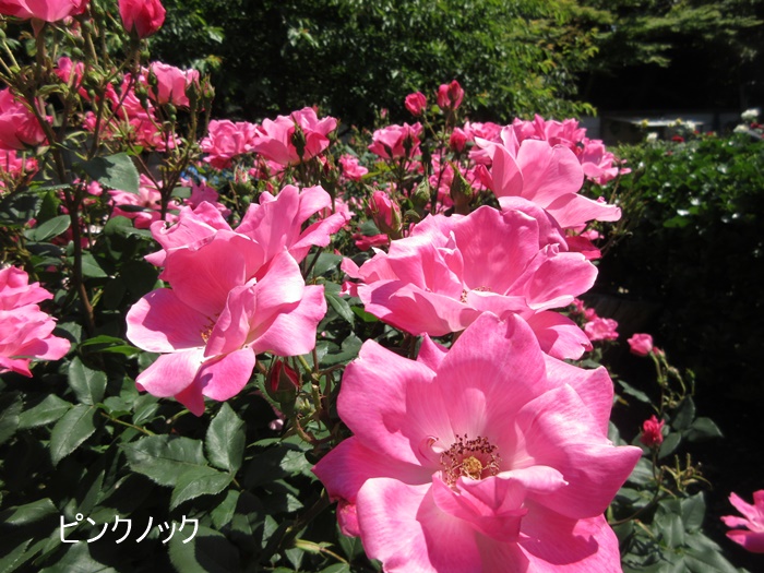 【鎌倉文学館(旧前田侯爵別邸)の庭園の薔薇】_b0009849_17375856.jpg