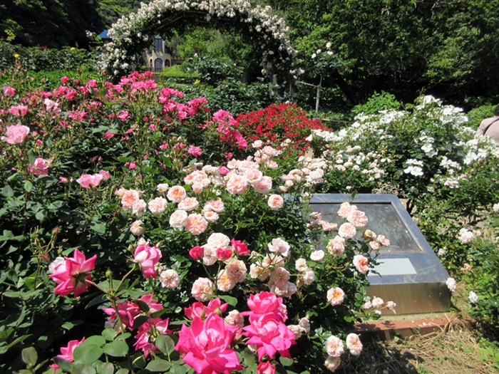 【鎌倉文学館(旧前田侯爵別邸)の庭園の薔薇】_b0009849_17384763.jpg