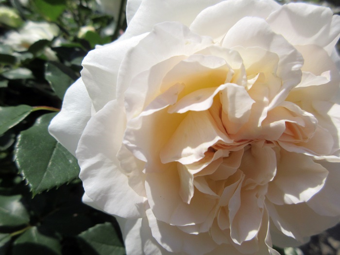 【鎌倉文学館(旧前田侯爵別邸)の庭園の薔薇】_b0009849_17385767.jpg