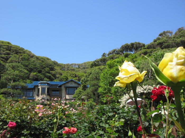 【鎌倉文学館(旧前田侯爵別邸)の庭園の薔薇】_b0009849_17393872.jpg