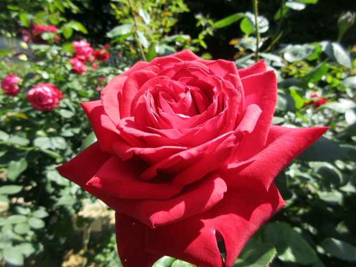 【鎌倉文学館(旧前田侯爵別邸)の庭園の薔薇】_b0009849_1740176.jpg
