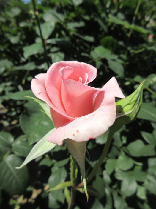 【鎌倉文学館(旧前田侯爵別邸)の庭園の薔薇】_b0009849_17402940.jpg