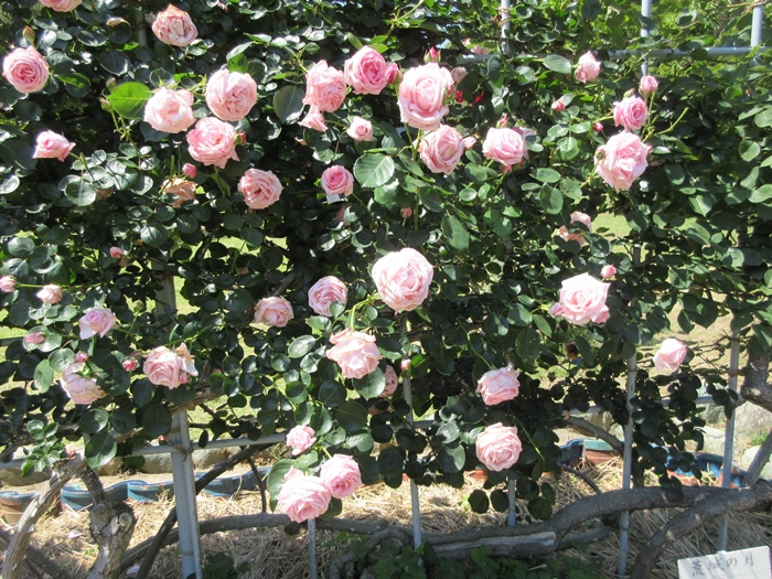 【鎌倉文学館(旧前田侯爵別邸)の庭園の薔薇】_b0009849_17433360.jpg