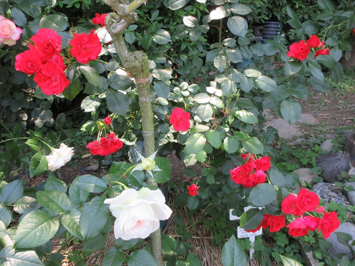 【鎌倉文学館(旧前田侯爵別邸)の庭園の薔薇】_b0009849_1743410.jpg